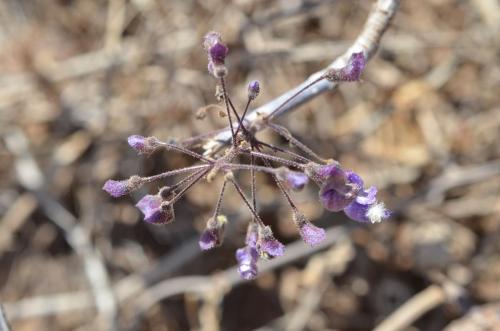 Plectranthus-Marsabit-severne-16km-GPS173-o-2km-dale-Kenya-2014 0773