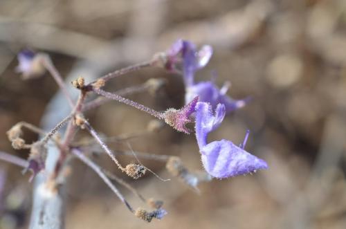 Plectranthus-Marsabit-severne-16km-GPS173-o-2km-dale-Kenya-2014 0777