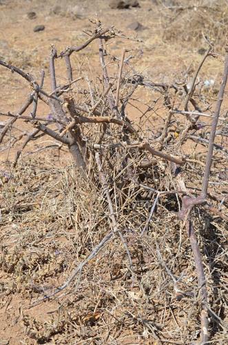 Plectranthus-Marsabit-severne-16km-GPS173-o-2km-dale-Kenya-2014 0781