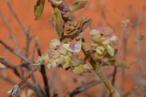 Plectranthus-Wangala-Kenya-2014 0051