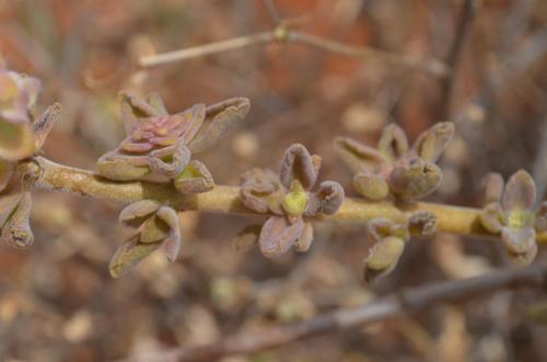 Plectranthus-Wangala-Kenya-2014 0053