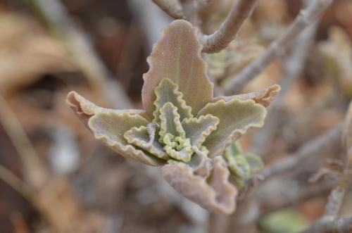 Plectranthus-sp-Ghazi-u-skoly-Kenya-2014 1867