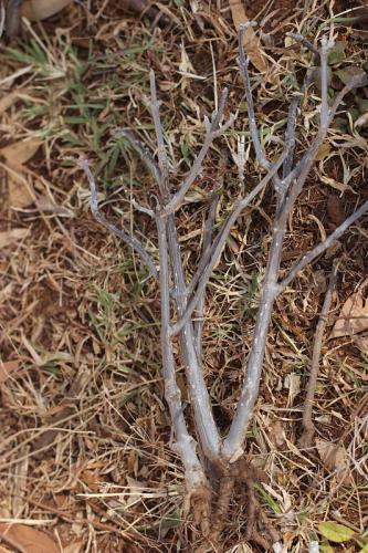 Plectranthus-sp-Marsabit-Catholic-Mission-Kenya-2014-Christian-IMG 3443