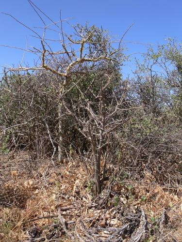 Plectranthus-sp-Marsabit-Gof-Choba-GPS170-Kenya-2012 PV0603