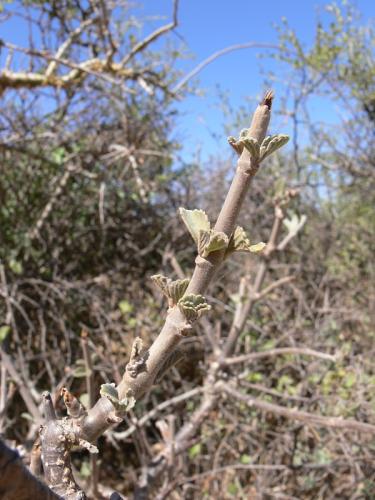 Plectranthus-sp-Marsabit-Gof-Choba-GPS170-Kenya-2012 PV0604