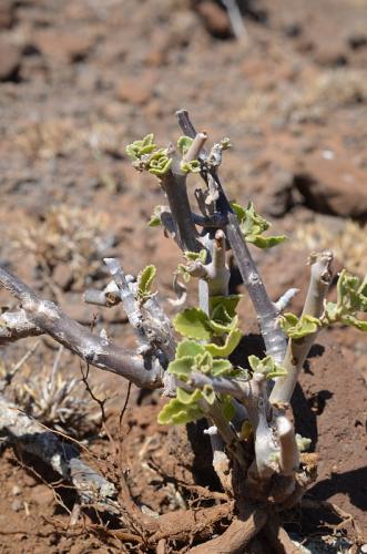 Plectranthus-sp-Marsabit-Gof-Choba-GPS170-Kenya-2014 0637