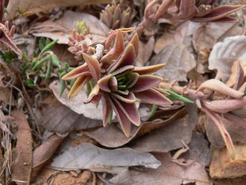 Plectranthus-sp-Mwea-Dam-GPS166-Kenya-2012 PV0367