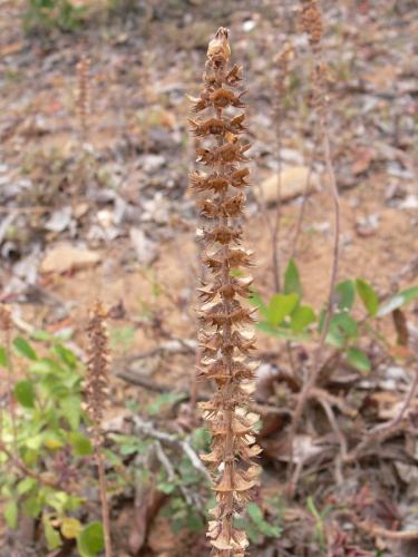 Plectranthus-sp-Mwea-Dam-GPS166-Kenya-2012 PV0368