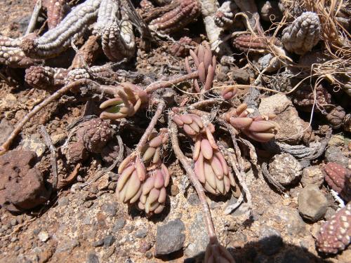 Portulaca-Echidnopsis-dammaniana-Marsabit-Gof-Choba-GPS170-Kenya-2012 PV0710