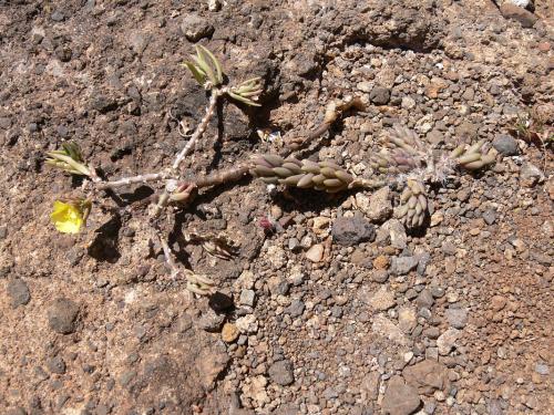 Portulaca-Marsabit-Gof-Choba-GPS170-Kenya-2012 PV0711