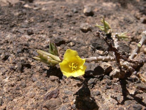 Portulaca-Marsabit-Gof-Choba-GPS170-Kenya-2012 PV0712