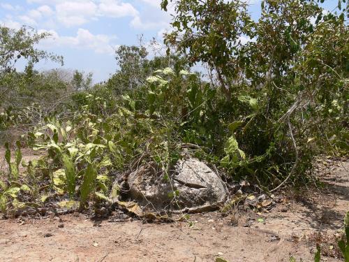 Pyrenacantha-malvifolia-Langobaya-GPS188-Kenya-2012 PV1838