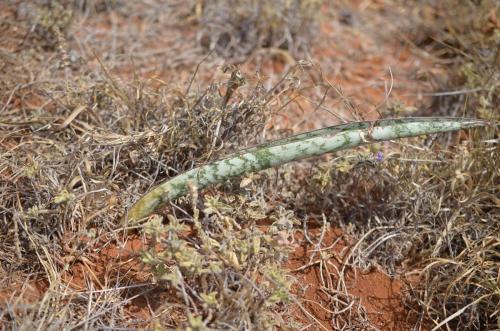 Sansevieria-5954-a-Plectranthus-Maktau-GPS185-Kenya-2014 1800