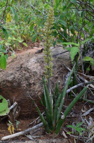 Sansevieria-5957-Ghazi-Kenya-2014 0094