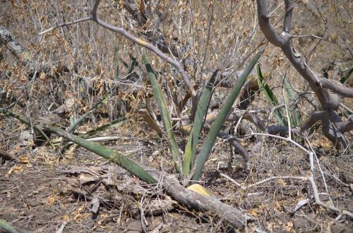 Sansevieria-5971-Adadi-vychodne-GPS173-Kenya-2014 1050