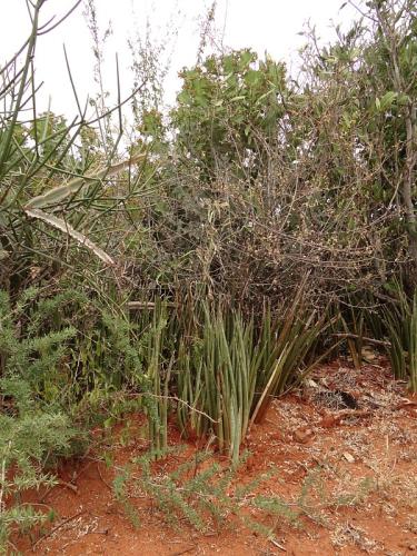 Sansevieria-Wangala-Kenya-2014-Christian-DSC00153