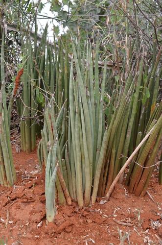 Sansevieria-Wangala-Kenya-2014 0025