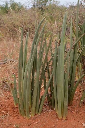 Sansevieria-Wangala-Kenya-2014 0036