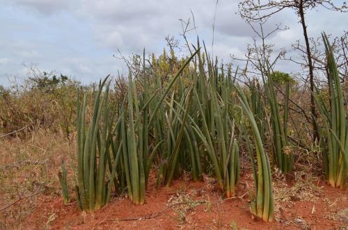 Sansevieria-Wangala-Kenya-2014 0037