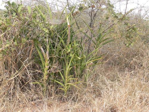 Sansevieria-aborescens-Taru-GPS162-Kenya-2012 PV0055