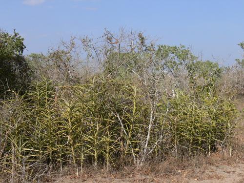 Sansevieria-aff-arborescens-Bamba-GPS187-Kenya-2012 PV1700