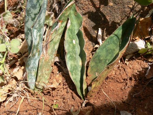 Sansevieria-aff-metalica-Ghazi-GPS163-Kenya-2012 PV0186