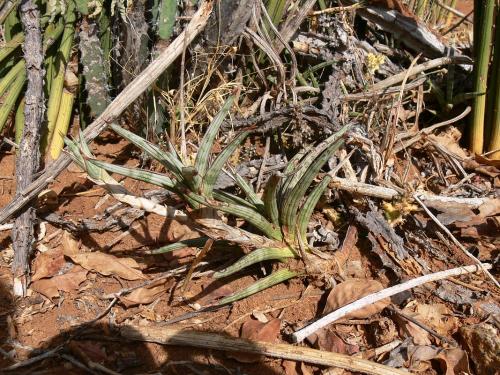 Sansevieria-ballyi-Ghazi-GPS163-Kenya-2012 PV0133