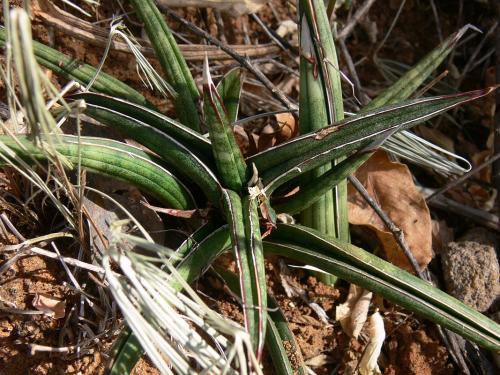 Sansevieria-ballyi-Ghazi-GPS163-Kenya-2012 PV0139