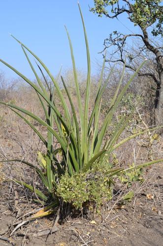 Sansevieria-ehrenbergii-Adadi-zapadne-GPS172-Kenya-2014 1001