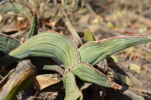 Sansevieria-ehrenbergii-Adadi-zapadne-GPS172-Kenya-2014 1030