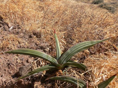 Sansevieria-ehrenbergii-Marsabit-Gof-Choba-GPS170-Kenya-2012 PV0546