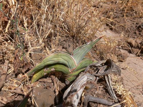 Sansevieria-ehrenbergii-Marsabit-Gof-Choba-GPS170-Kenya-2012 PV0547