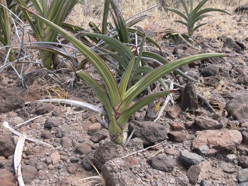 Sansevieria-ehrenbergii-Marsabit-Gof-Choba-GPS170-Kenya-2012 PV0654