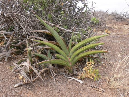 Sansevieria-ehrenbergii-Marsabit-severne-GPS174-Kenya-2012 PV0854