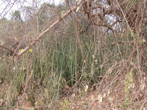 Sansevieria-ehrenbergii-Yatta-plateau-GPS165-Kenya-2012 PV0349