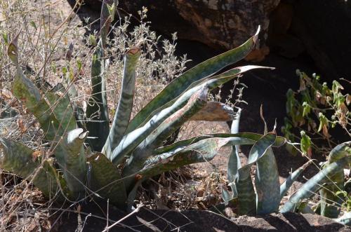 Sansevieria-sp-5959-Turbi-GPS170-Kenya-2014 1333