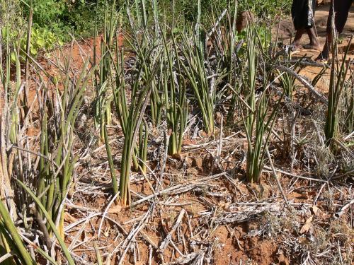 Sansevieria-sp-Ghazi-GPS163-Kenya-2012 PV0131