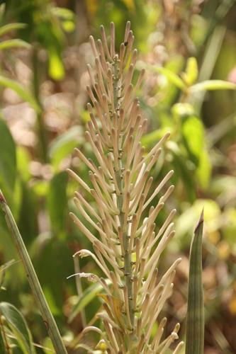 Sansevieria-sp-Ghazi-dole-GPS186-Kenya-2014-Christian-IMG 4690