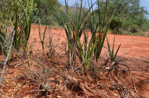 Sansevieria-sp-Ghazi-dole-GPS186-Kenya-2014 1924