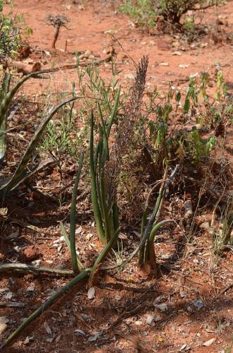 Sansevieria-sp-Ghazi-dole-GPS186-Kenya-2014 1944