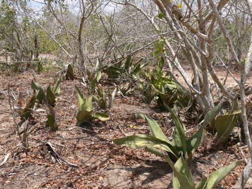 Sansevieria-sp-Langobaya-GPS188-Kenya-2012 PV1826