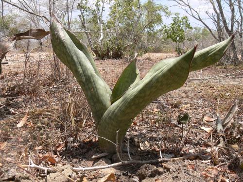 Sansevieria-sp-Langobaya-GPS188-Kenya-2012 PV1828