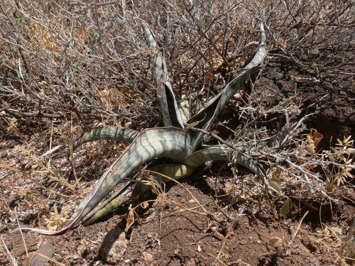 Sansevieria-sp-Marsabit-Gof-Choba-GPS170-Kenya-2012 PV0698