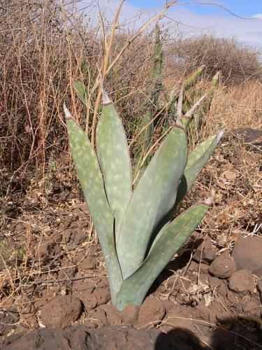 Sansevieria-sp-Marsabit-severne-GPS172-Kenya-2012 PV0777