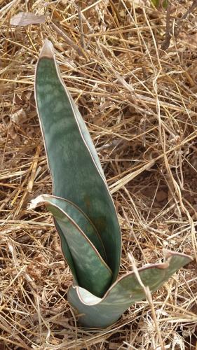 Sansevieria-sp-Yatta-plateau-GPS165-Kenya-2012-Kazungu-P1030560