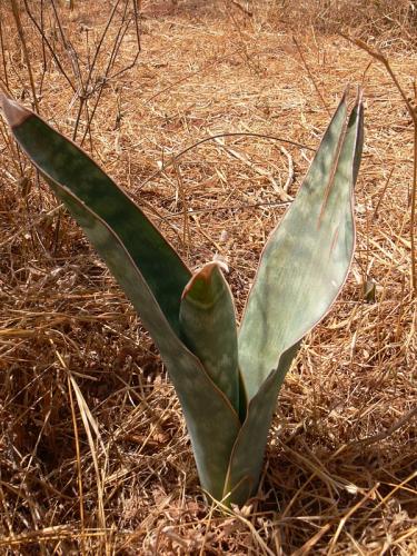 Sansevieria-sp-Yatta-plateau-GPS165-Kenya-2012 PV0341