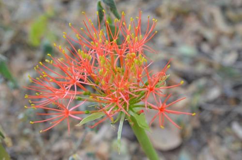 Scadoxus-multiflos-Sololo-to-Uran-GPS179-Kenya-2014 1294