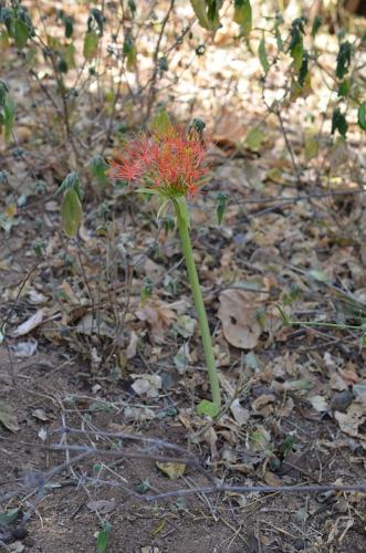 Scadoxus-multiflos-Sololo-to-Uran-GPS179-Kenya-2014 1297