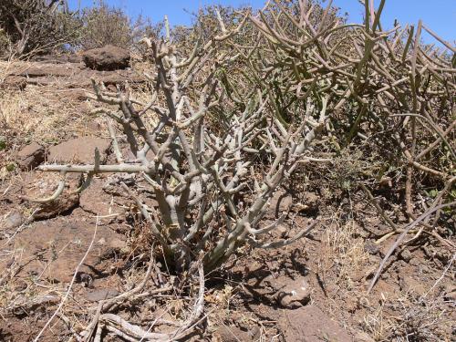 Senecio-sp-Marsabit-Gof-Choba-GPS170-Kenya-2012 PV0629