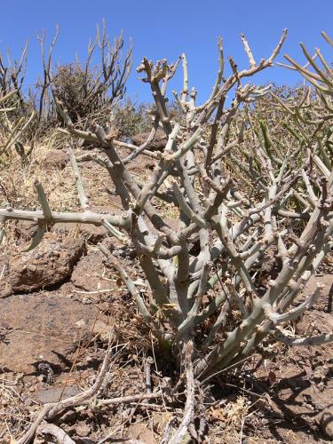 Senecio-sp-Marsabit-Gof-Choba-GPS170-Kenya-2012 PV0630